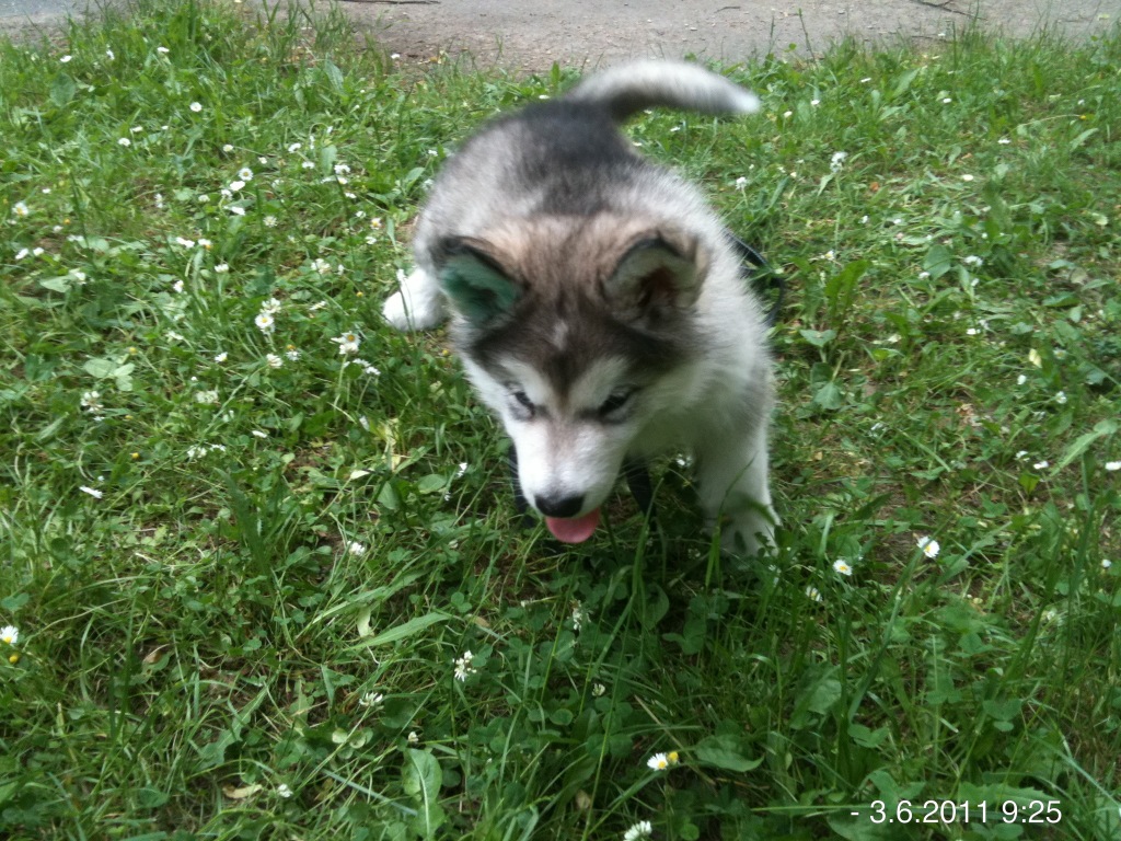 IMG_0838JÁ TU VČELKU CHYTÍM