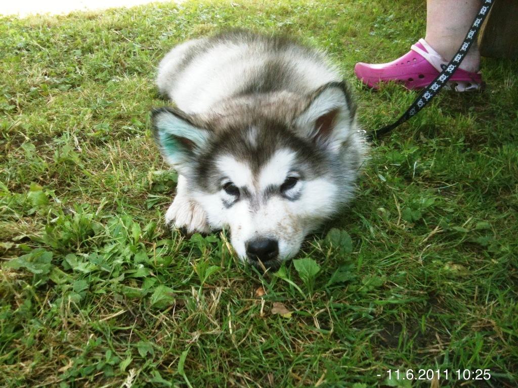 Kopie - Kopie - IMG_1031